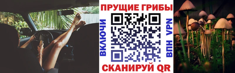 купить наркотик MEGA как войти Псилоцибиновые грибы Cubensis Новокузнецк